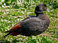 Paradise Shelduck